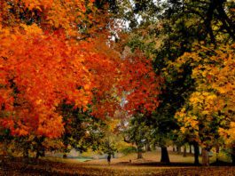 Prospect Park Foliage