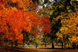 Prospect Park Foliage