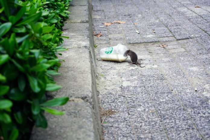 rat licking starbucks cup