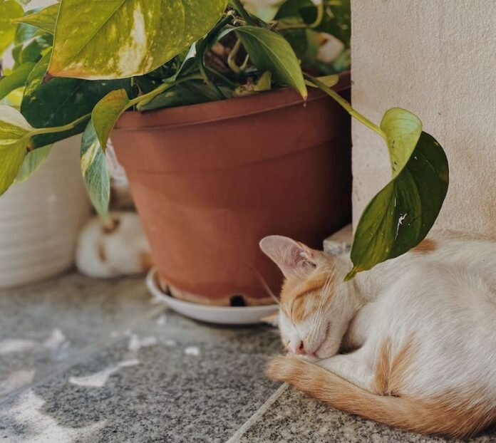 White and orange cat sleeping by potted plant
