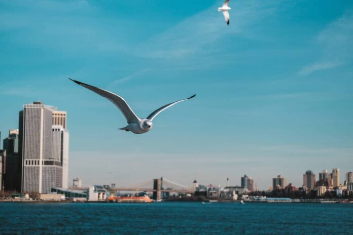 View of New York City from the water with birds flying