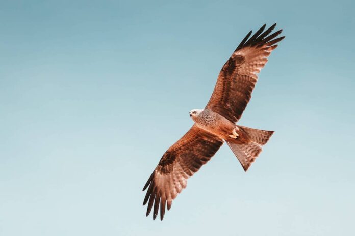 A hawk soaring in the sky