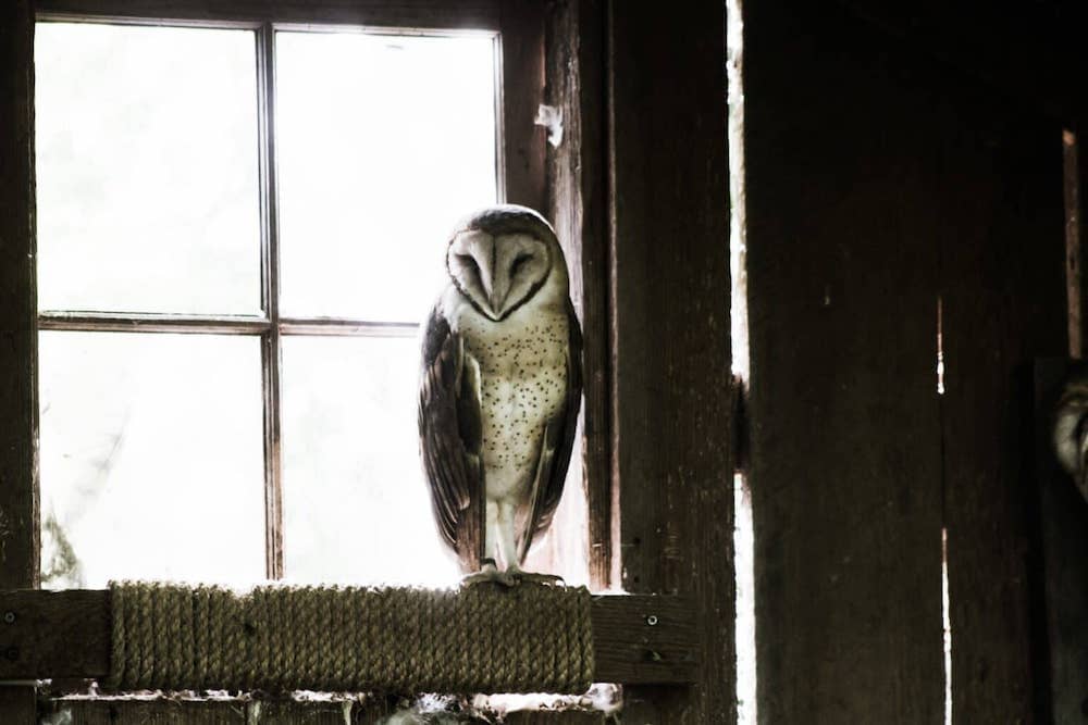 Barn owl sitting on a post