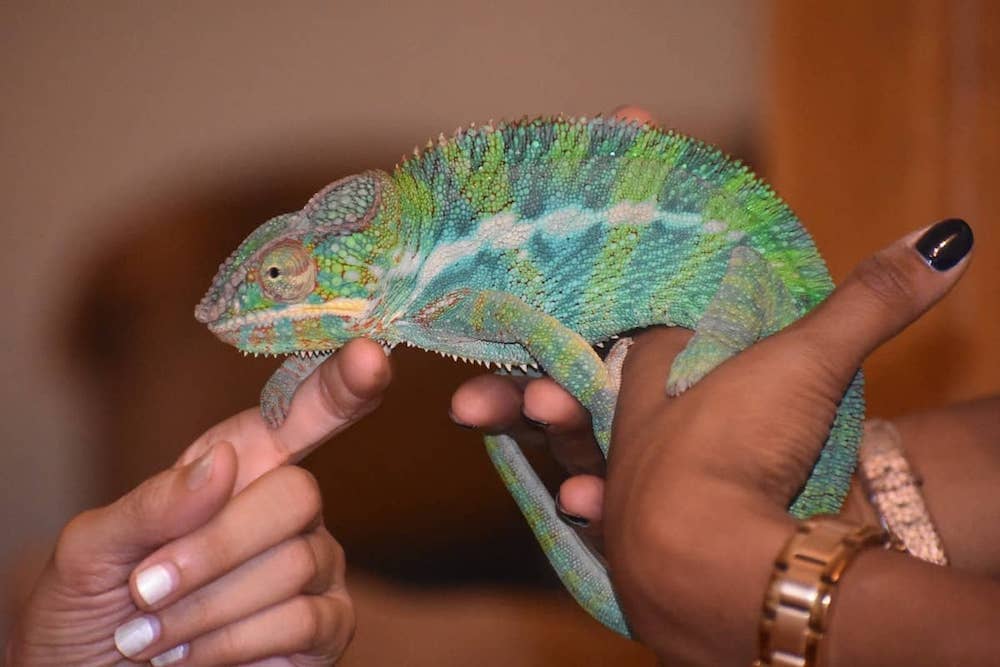Chameleon sitting on a hand