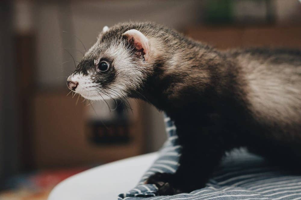 Ferret sitting on a table