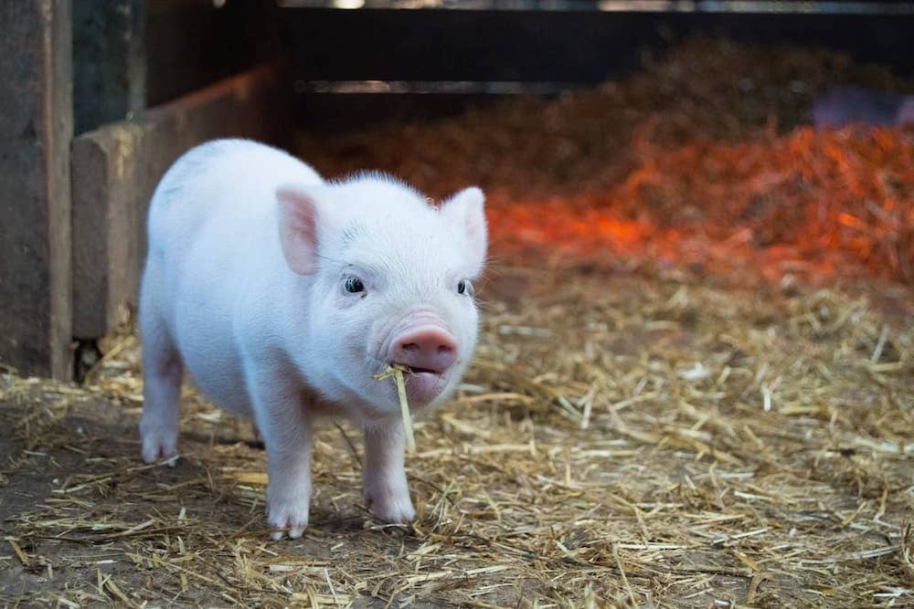 Pig on a farm chewing on a piece of straw