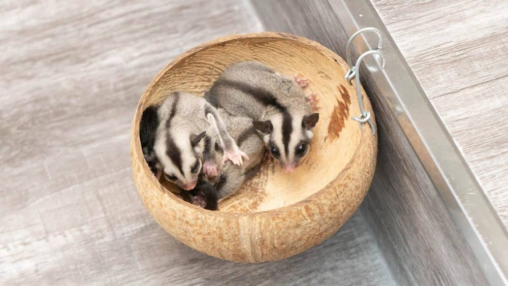 Sugar gliders sitting in a bowl