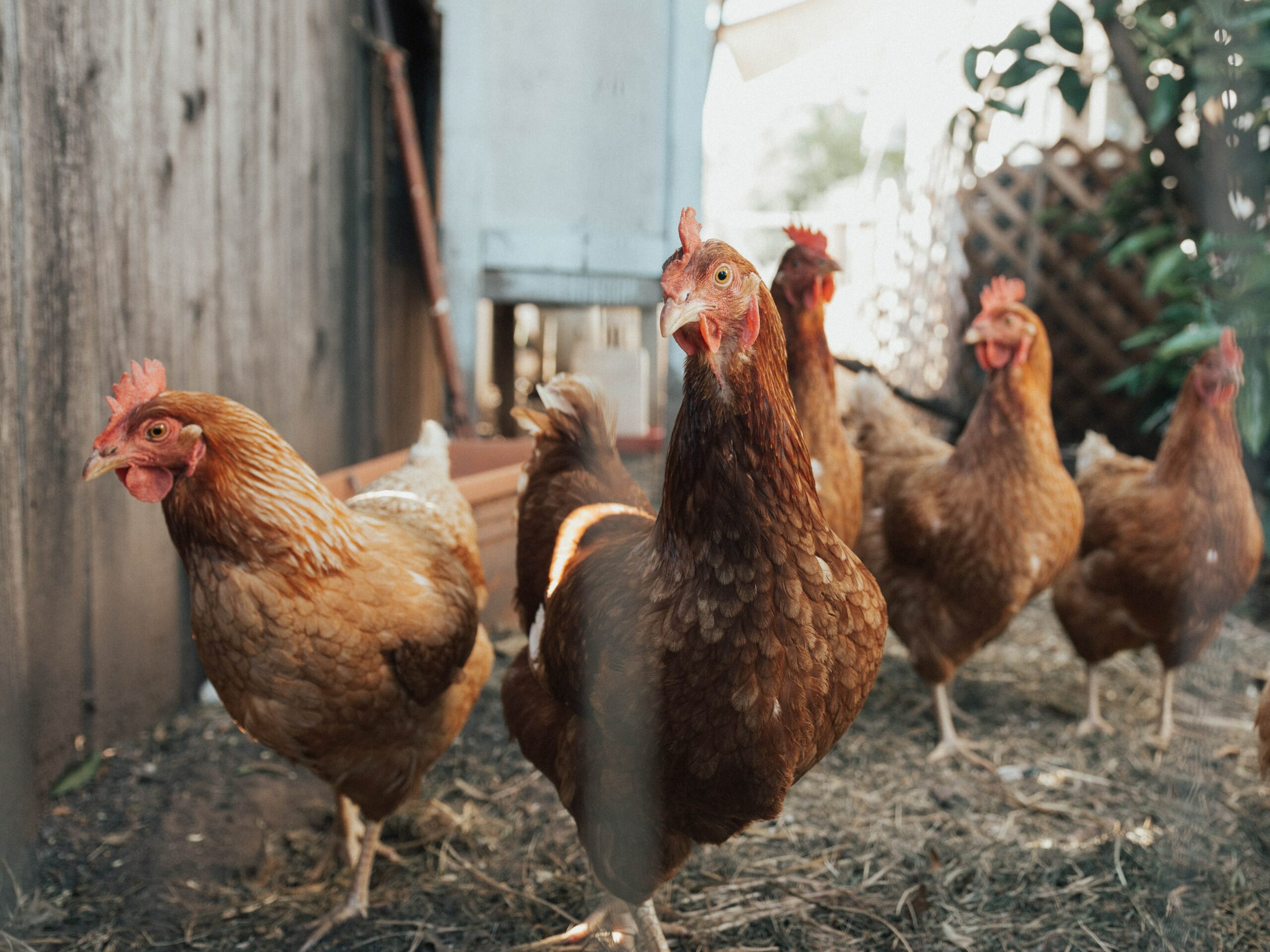 Tag: chicken coops - Timber Creek Farm