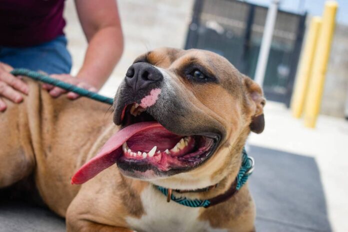 Pitbull with tongue out sitting by owner