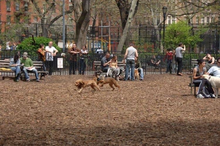 Dogs and Owners in the Tompkins Square Park Dog Run