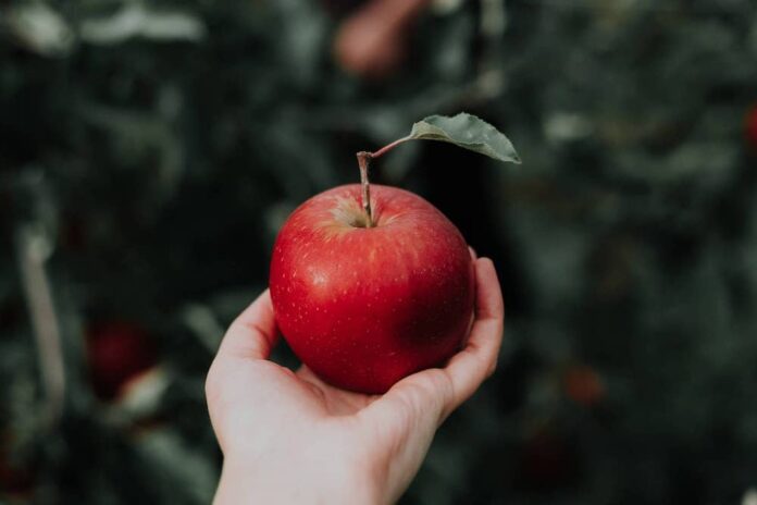 hand holding apple