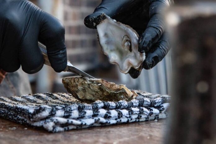 An oyster being shucked