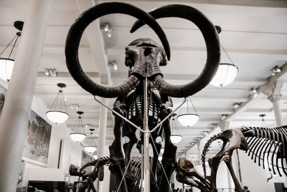 Mammoth at American Museum of Natural History